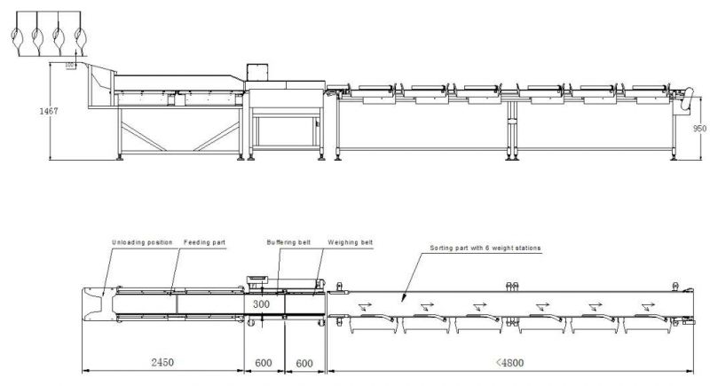 Checkweigher Sorting Conveyor Machine Using in Poultry Industry