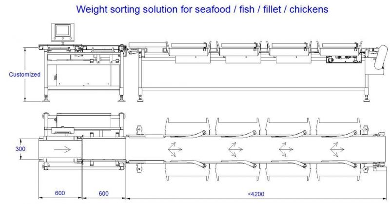 Fresh Fishes Weight Grading Machinery Weight Sorter Sold in Malaysia