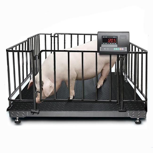Electronic Weighing Scales for Livestock Farming