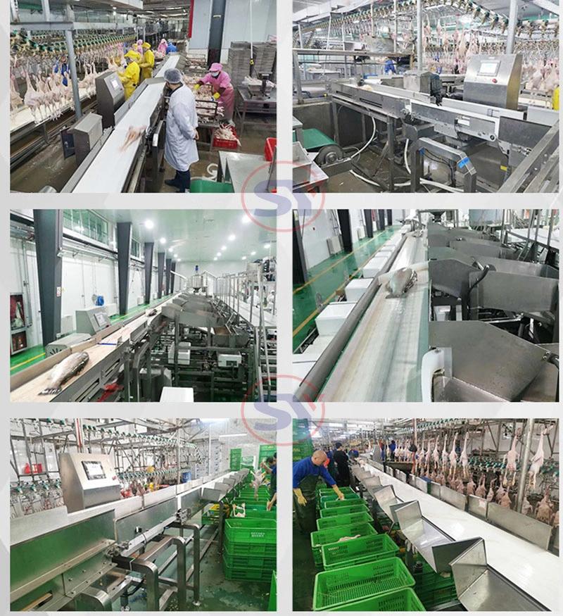 Fish Fillet Belt Conveyor Check Weigher