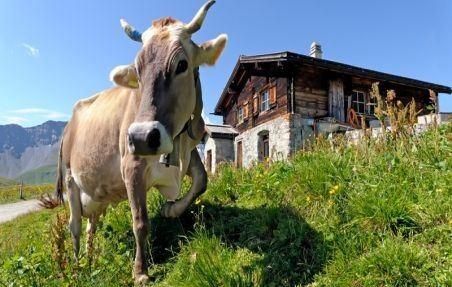 Stable Livestock Scale for Farmer Filed