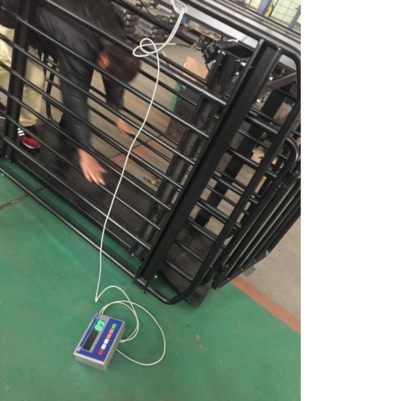 Pigs Digital Weight Scale Digital Cow Scales Live Cattle Weighing Scales Cattle Transport Trailer