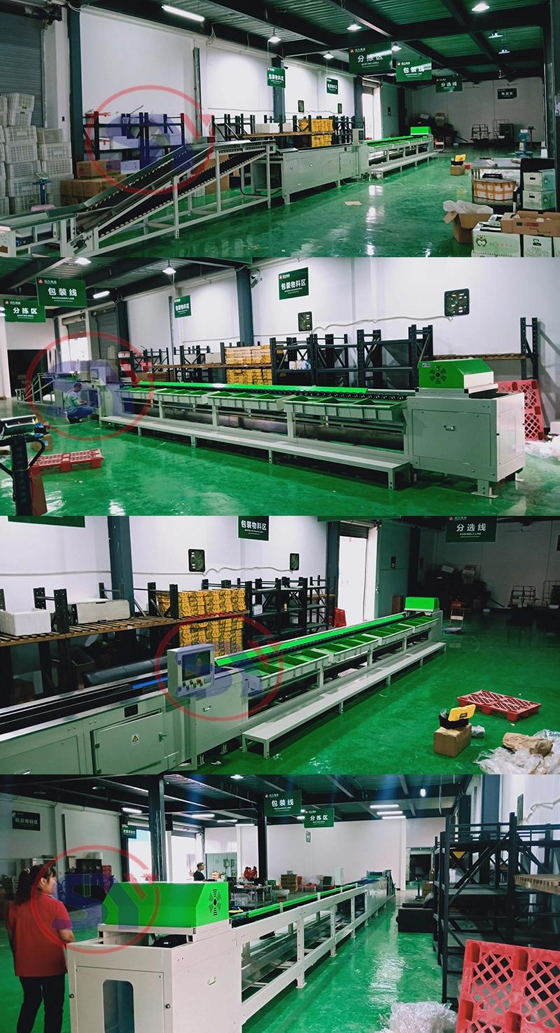 Apple Washing Weight Soting Waxing Processing Machine Line with Large Cpacity