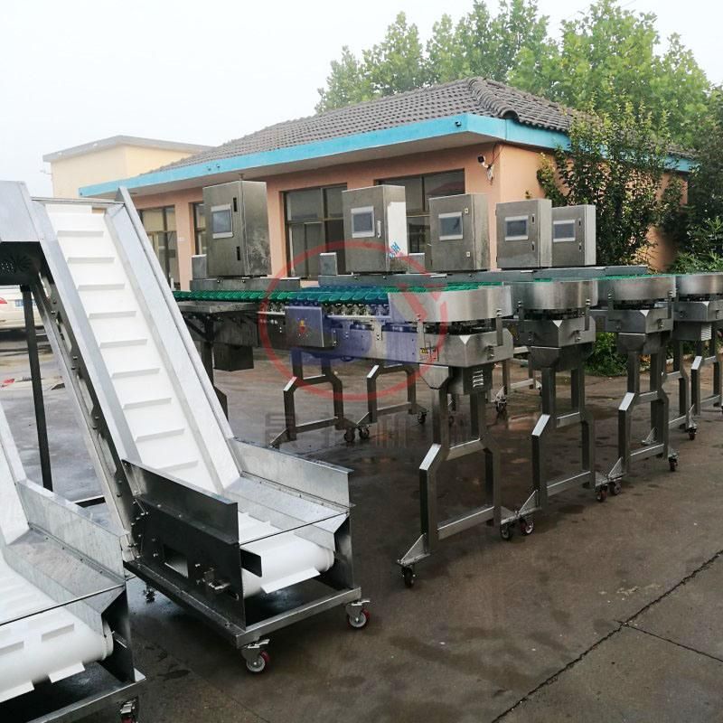 Multi-Level Seafood Sea Cucumber Weight Size Grading Classify Machine for Aquatic Industry