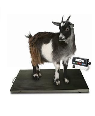 2*2m Electronic Floor Scale Livestock Scale Digital Cattle Weighing Scales 3 Tons