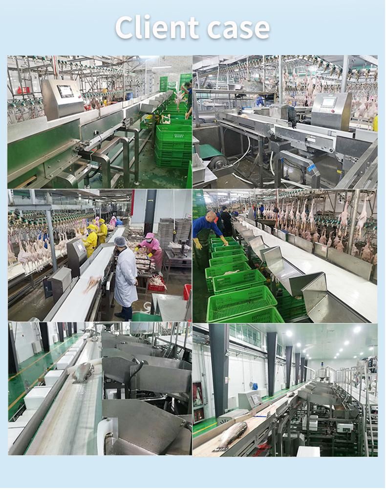 Chicken Product Shrimp Sorter for Fish Accurate Automatic Weight Grading Sorting Machine