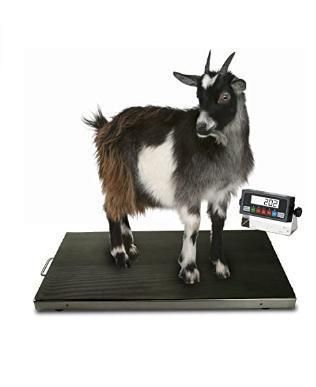 1.5*1.5m Good Quality Digital Livestock Weighing Scales for Cattle