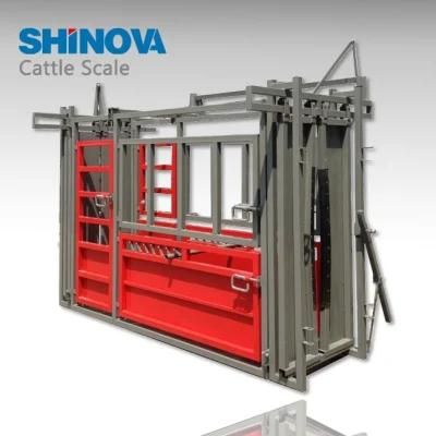 Cattle Scale (AS-3400)