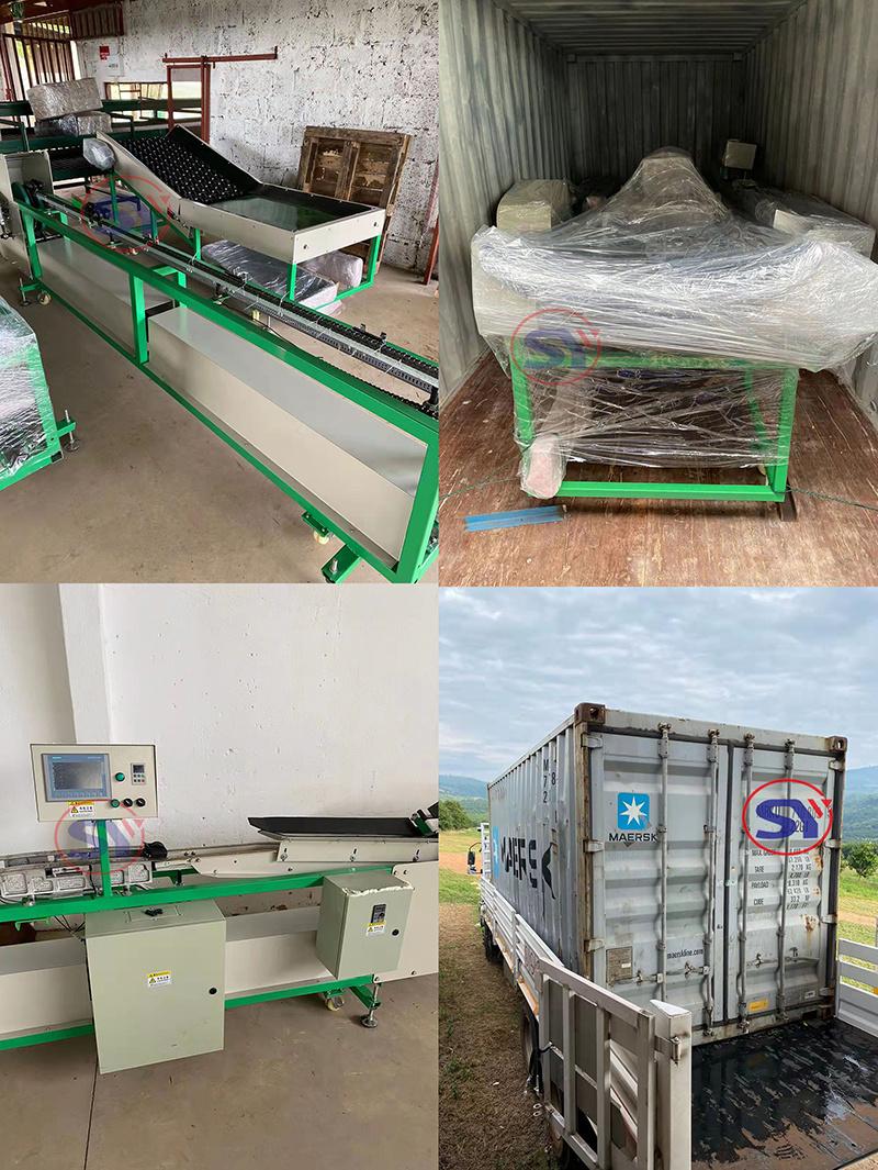 Factory Supply Multi Tray Mango Weight Sorting Grading Machine