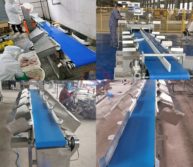 Tuna Fish Yellow Croaker Portunid Processing Machine Automatic Weight Grader Round Separator