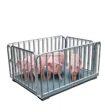 Customized Electronic Floor Scale for Pig