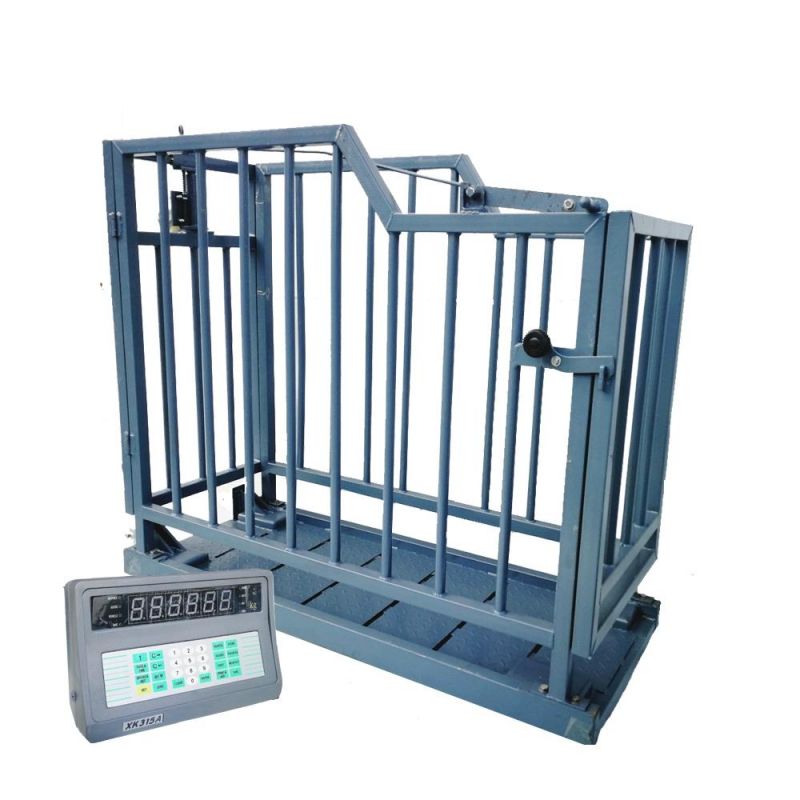 Cattle Scale Weight Scale on Livestock Farm Solar Portable