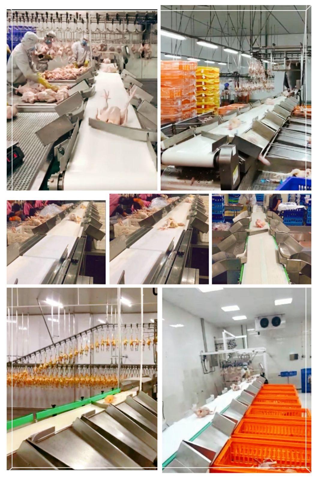 Export to South America Weight Sorting Machine for Whole Chickens & Griller & Carcass