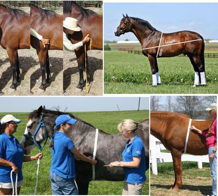 High Precision Animal Weight Tape Measure for Horses