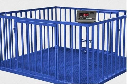 Animal Floor Scale Used in Farm