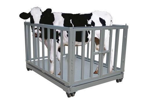 Electronic Animal Big Livestock Platform Scale for Medication