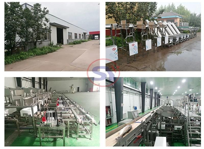 High IP Stainless Steel Weight Sorter Grader for Humid Fish Processing Workshop