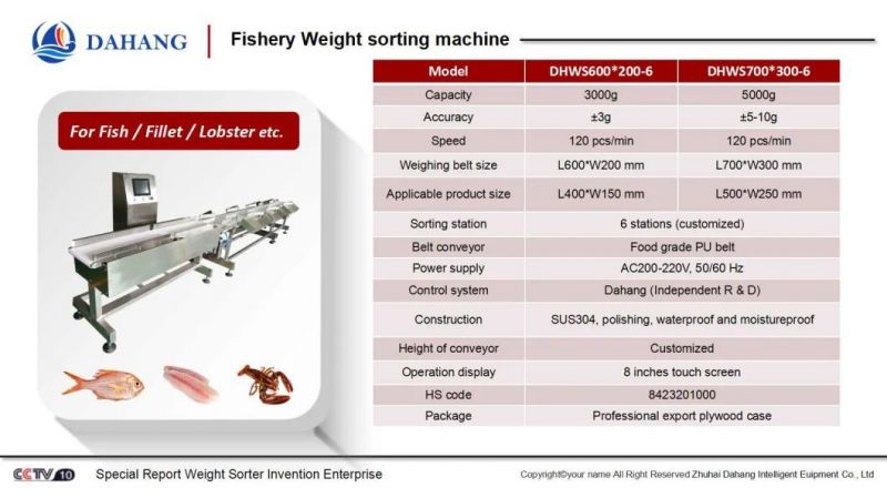 Seafood Industry Weight Sorting Machine for Yellow Croaker Marine Fish