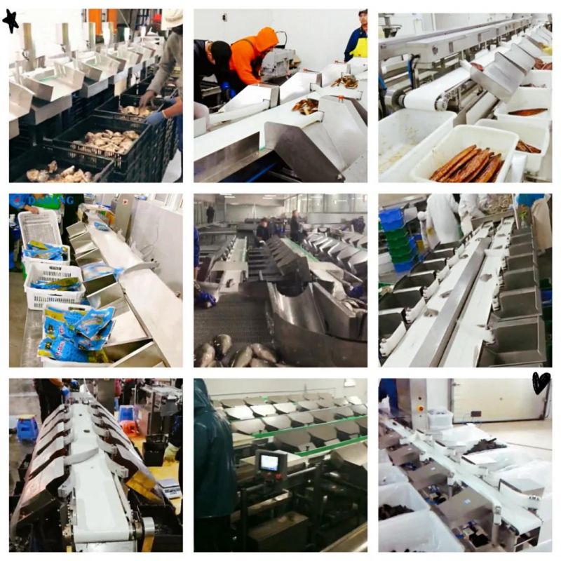 Oyster Grader Machine/Seafood Grading Machine