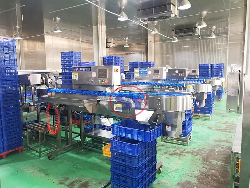 Touch Screen Sea Cucumber Abalone Shrimp Fish Weight Sorting Machine Scale